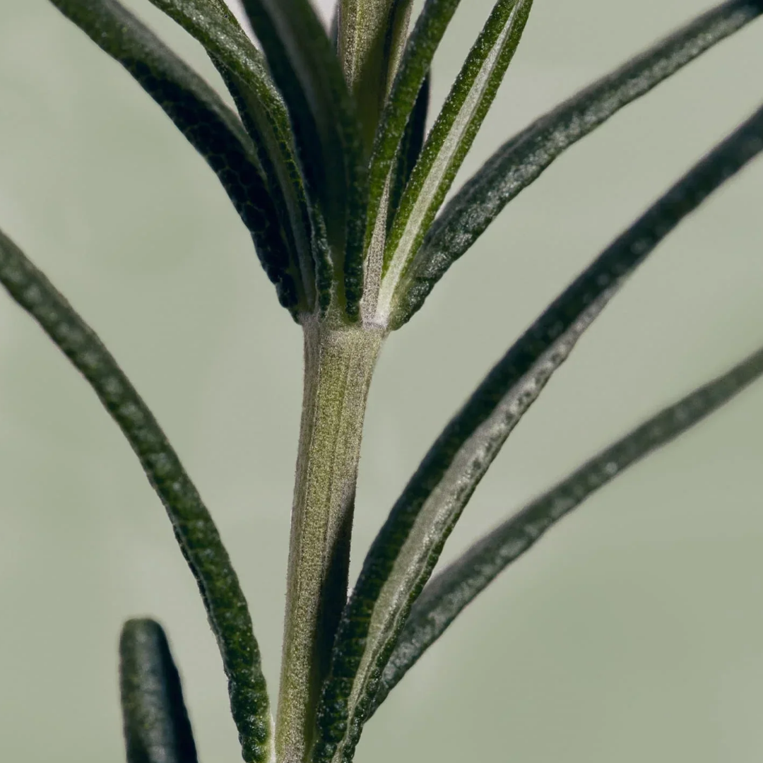 AROMATICA Rosemary Scalp Scaling Shampoo 180ml